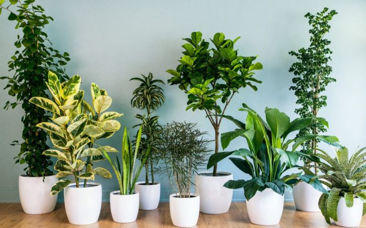 Kambariniai augalai: kuo jie naudingi mūsų akims?